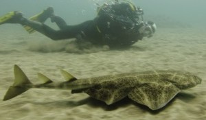 Angel shark gran canaria 