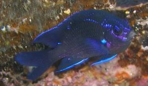 Bluefin Damselfish in Gran Canaria