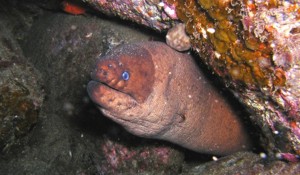 Brown Moray