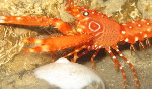 Canary  lobster diving