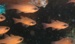 Cardinalfish in caves