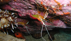 Cleaner Shrimps