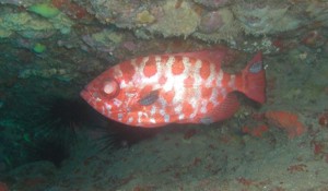 Glasseye in Gran Canaria