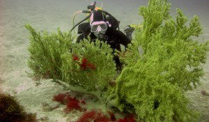 Gorgonia in Gran canaria