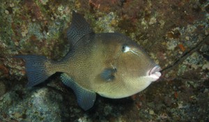 Triggerfish