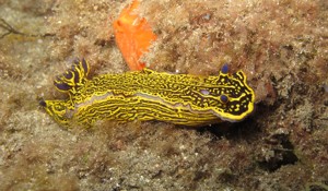 Nudibrach