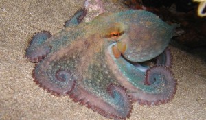 Octopus in Gran canaria