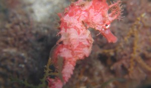 Shy and secretive sea-horse