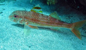 dive with Striped Mullett