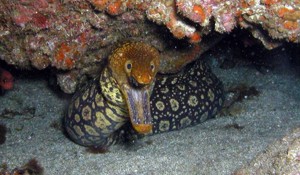 Tiger Moray