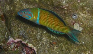 Turkish Wrasse in canaries