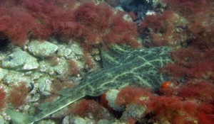 Angelshark on the Arguinegun reef