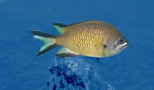 Atlantic Damselfish