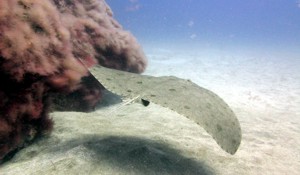 dive with Butterfly Ray Gran Canaria