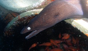 moray eel on the artificial reef gran canaria