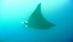 manta diving canaries