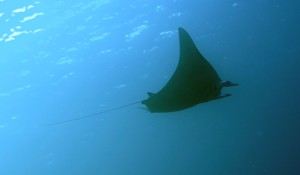 manta-scuba-canary-islands (19K)