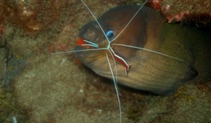 moray tauchen gran canaria