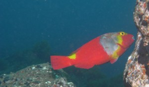 Brightly couloured Parrotfish are found in abundance here
