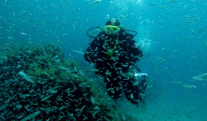 sardina del norte shoals 