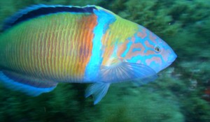 Turkish wrasse canaries