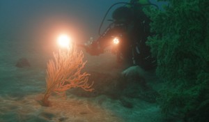 dive photos gran canaria