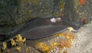 stingray dive gran canaria