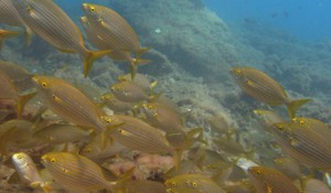 Gold Striped Bream Gran canaria