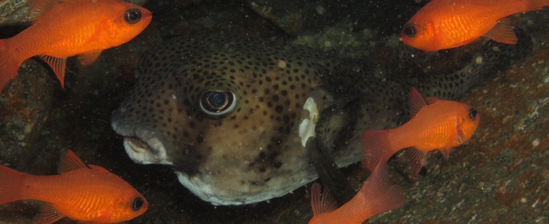 buceo gran canaria tamboril espinoso 