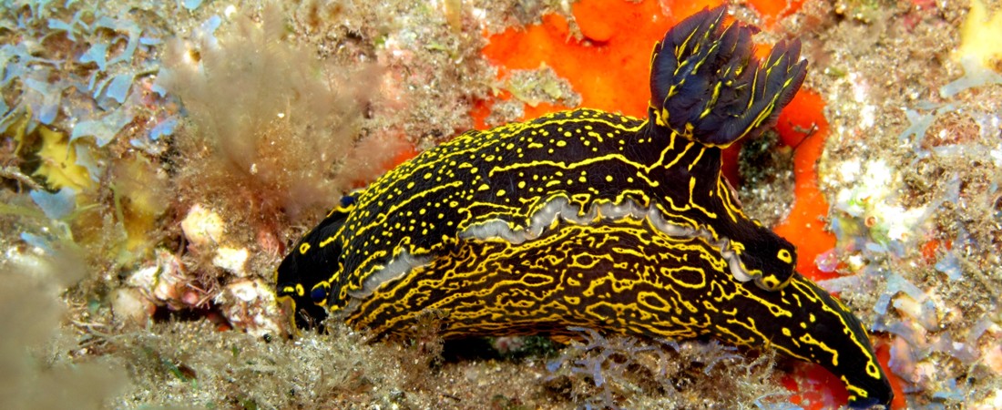 nudibrach on dive in Gran Canaria